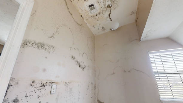  Spring City, UT Mold Removal Pros