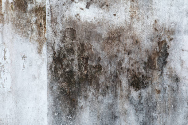 Best HVAC Mold Inspection and Cleaning  in Spring City, UT