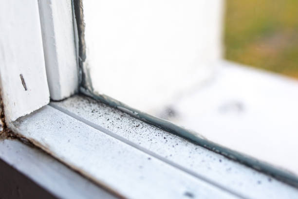 Best Mold Odor Removal Services  in Spring City, UT