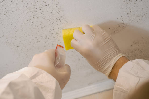 Best Mold Damage Restoration  in Spring City, UT