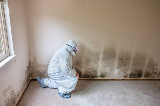 Best Forensic Mold Investigation  in Spring City, UT