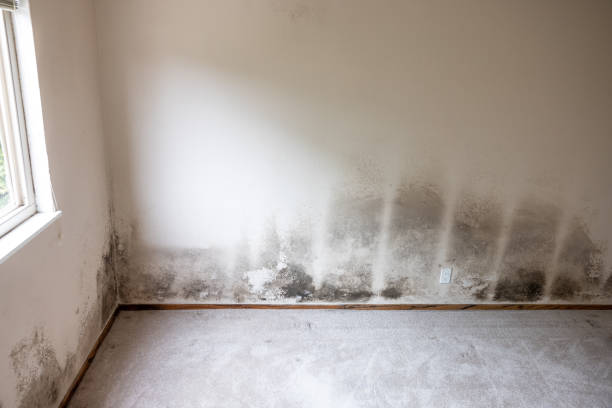Best Mold Remediation for Healthcare Facilities  in Spring City, UT