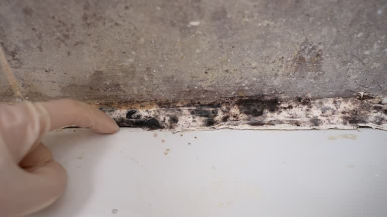 Best Mold-Related Health Consultation  in Spring City, UT