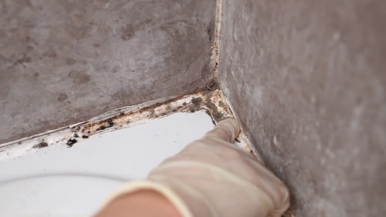 Best Airborne Mold Testing  in Spring City, UT